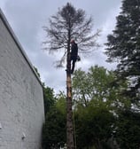 Arborist performing professional tree removal while secured in a tree in West Island