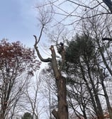Certified arborist cutting branches during tree removal in Saint-Lazare