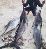 a man kneeling down to a few fish on the beach