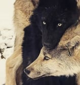 mensajes de animales fallecidos, comunicación interespecies, acompañamiento energético animal