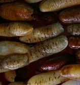 Trepangs mouillés par Madopex (Holoturia Scabra). Concombres de mer mouillés.