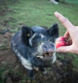 Weide Schwein
