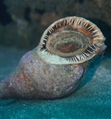 Charonia snail alive on sea bottom