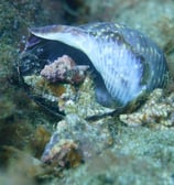 Nicobar triton snails hunting for Tun snail