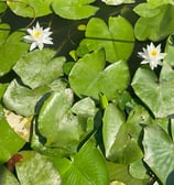 Water lily flower on lake