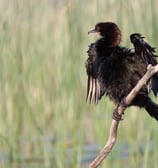 cormoran bird with wet wings