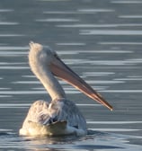 pelican swiming on lake skadar