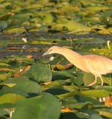 squacco heron hunting on lake