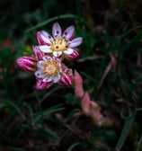 a flower that is sitting on the ground. arbab naimat kasi Kalam Pakistan