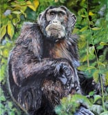 Endangered Species chimpanzee Oil Painting