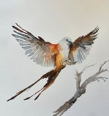 Scissor-Tailed, watercolor
