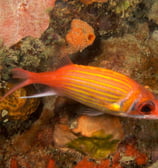 Biodiverté Fort Liberté Haïti