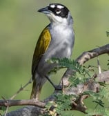 Image d'un oiseau rare de Fort Dauphin Fort liberté Haïti