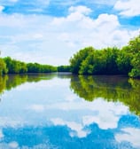 Image de Mangroves de Fort Dauphin Fort liberté Haïti