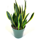 Black Gold Sansevieria