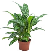 Maria Aglaonema