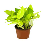 Neon Pothos