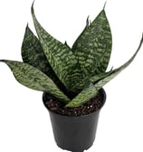 Robusta Sansevieria