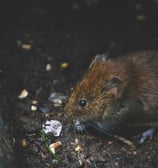 rat brun en gros plan