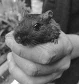 rat noir en gros plan dans une main