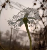 morning flower