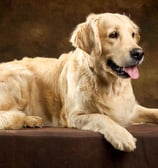 élevage beau golden retriever