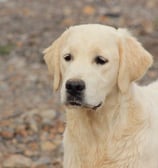 beau golden retriever