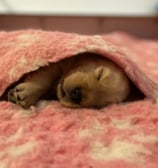 chiot golden retriever dans une couverture