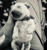 bébé golden retriever qui vient de naitre
