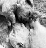 bébé chiens qui dorment ensemble