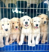 chiots golden retriever