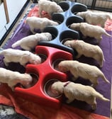 école du chiot golden retriever