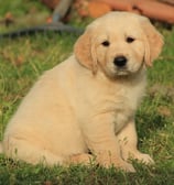 chiot golden retriever ales