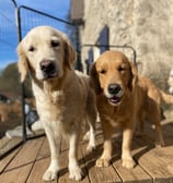 pension chiens ales