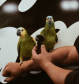 two parrots sitting on a table with a person holding a microphone