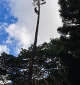climber in the process of removing a tall pine tree