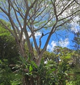 arborist pruning a huge tree