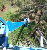 tree removal with an 85 foot genie lift