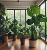Trays of small green seedlings are organized neatly on a wooden table inside a greenhouse. A watering hose lies coiled next to the seedlings, and the environment appears to be set up for cultivating plants. The background includes additional trays, some filled with soil, indicating a plant nursery setup.