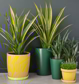 Numerous clay pots filled with lush green seedlings are arranged in neat rows, creating a dense pattern. The pots are placed on a sandy surface, indicating an outdoor garden or nursery setting.