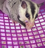 white-faced sugar glider in wheal eating snack