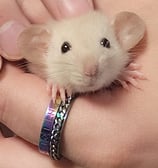 siamese dumbo rat being cuddled