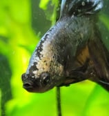 betta fish in planted aquarium