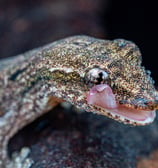 mourning gecko 