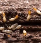 Termites nest near me Pest Control near me