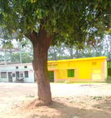 mango tree front of grampanchayat bhavan