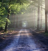 Sentier ensoleillé en forêt