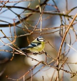 Une mésange bleue posée sur des branches