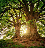 Deux beaux arbres ensoleillés