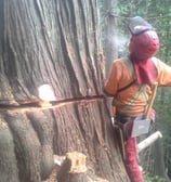 Danger tree falling in monashees. Cory Bialecki, faller.